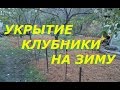 Как и чем дешево укрыть клубнику на зиму