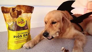 Eating Crunchy Pig Ears Replenish Dogs Health -ASMR BatDog S1 Episode 3 | BentleyTheGoldenDigger.com