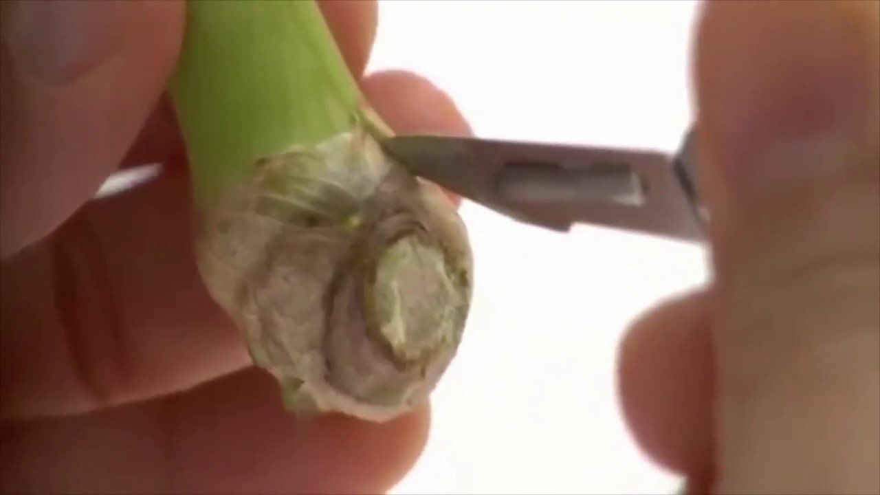 Nông nghiệp: Kỹ thuật nuôi cấy mô tế bào thực vật (Nuôi cấy phong lan)