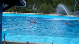 More whales in underwater viewing dine with shamu pool 6.15.12.