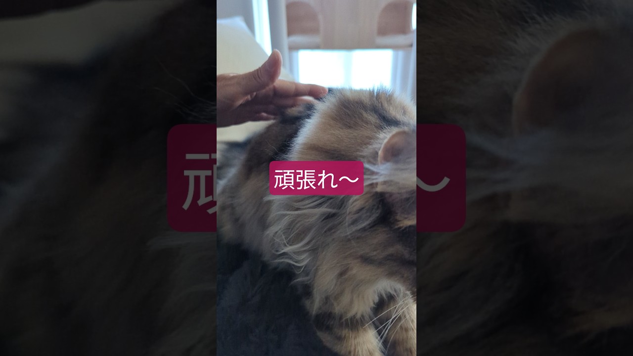 ノルウェージャンフォレストキャット　子猫#こねこ