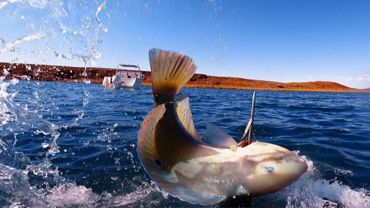 Fishing Australia | Spearfishing and Catching Squid - YouTube