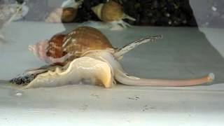 Whelk Proboscis 2