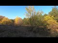 Релакс, осень в лесу ( Relax, autumn in the forest) 4К