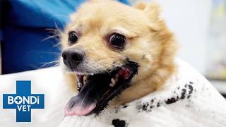 Pet Poisoning Cases Every Owner Should Know About | Bondi Vet Compilation