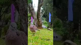 suara tekukur #suaratekukur #badut #burungmerpati