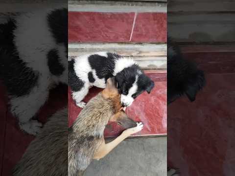 The Mother S And Their Babies Cat And Dog 