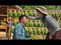 Harvesting mustard greens for pickling and preservation using traditional methods.