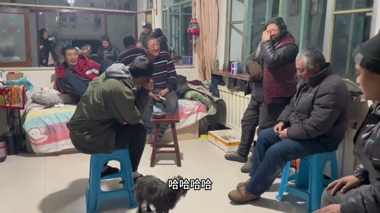 猫冬生活太任性，一言不合头顶星星去抓羊