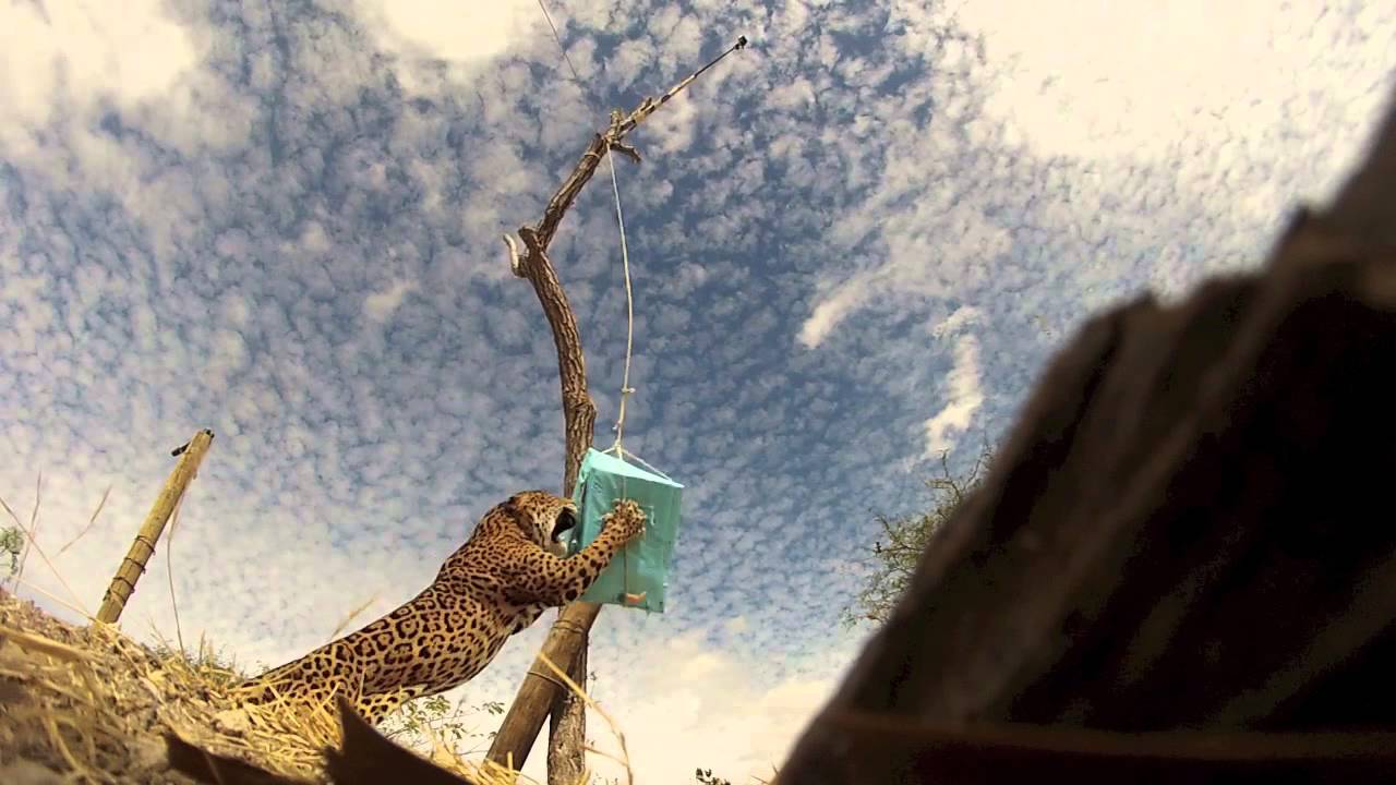 Autano from a close perspective