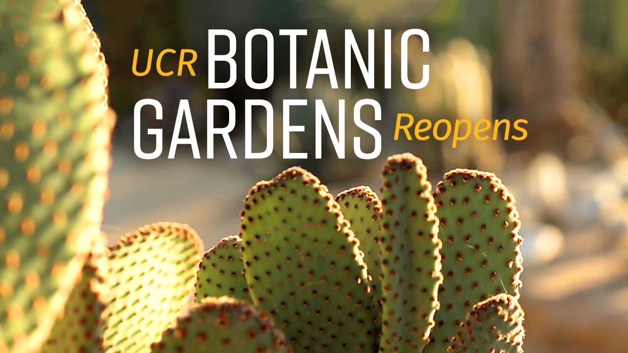 The UCR Botanic Gardens reopens with limited hours, safety rules
