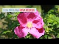 Rosa rugosa Growing Guide (Rugosa Rose, ) by GardenersHQ