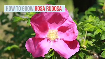 Where should I plant Rosa rugosa?