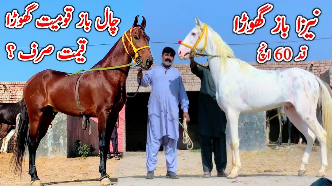 Chaal Baz Kumait Ghora | Neza Baz Nukra Ghora | Desi Horse For Sale In Pakistan 