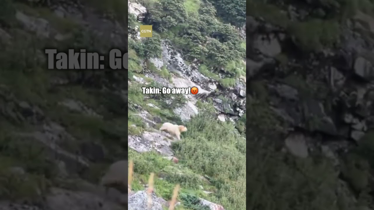 Giant panda vs. takin