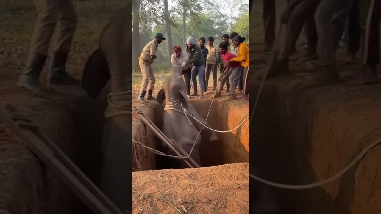 Young Elephant Rescue in Forest Clearing | Ultra-Realistic Cinematic Scene 🐘🌿