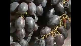 Как выбирать полезный виноград?