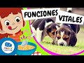 🧠 ¡Aprende LAS FUNCIONES VITALES! | Vídeos Educativos para Niños de PRIMARIA |@HappyLearningES