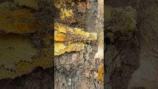 Download Lagu 🏔️Wild Honey from Qinling That Everyone’s Talking About🍯#honey #wildhoney#rawhoney MP3