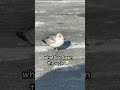 Bro a 🪖 #birds #fypシ #viral #animalshorts