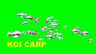 Koi Carp Animated Green Screen