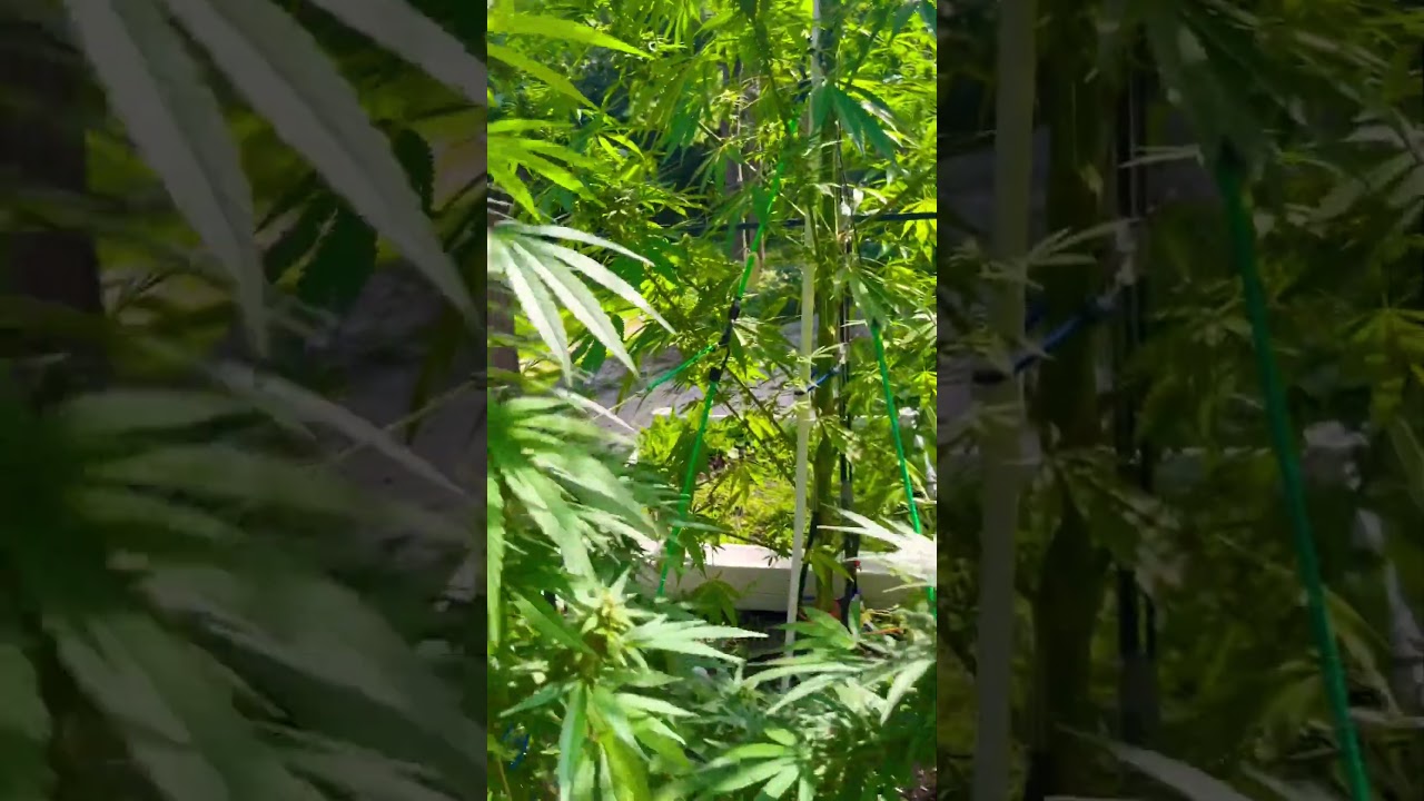 Unknown Sativa Strain grow 😎