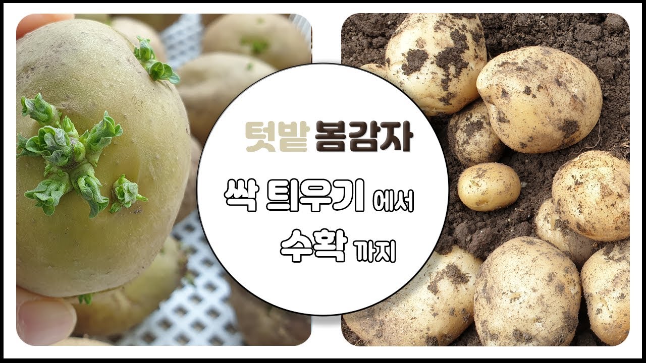 감자 싹 틔우기부터  수확까지│ 감자재배 전 과정