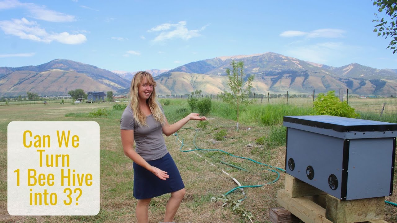 Can We Turn 1 Honey Bee Hive into 3? Creating a Split or Artificial Swarm from Our Horizontal Hive
