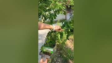 High Performance Utility Tools Tools High Efficiency Hardware Tools Fruit Picking Tool Jujube Picker