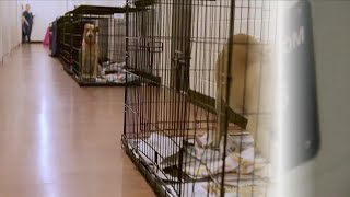Baton Rouge animal shelter ‘in crisis mode,’ euthanizing dogs daily