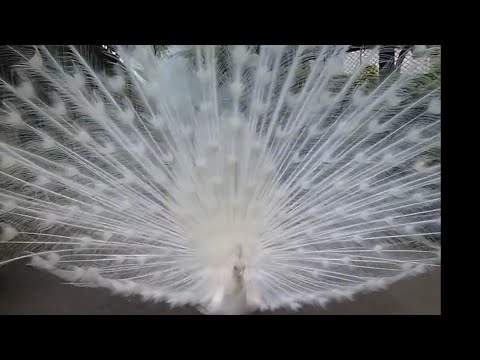 peacock  beyaz tavuskuşu #amazing #youtube #gorgeous ❤️❤️