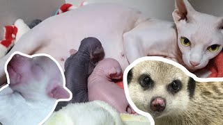 Look back at the loving animals when they were young (meerkat/dog/cat)