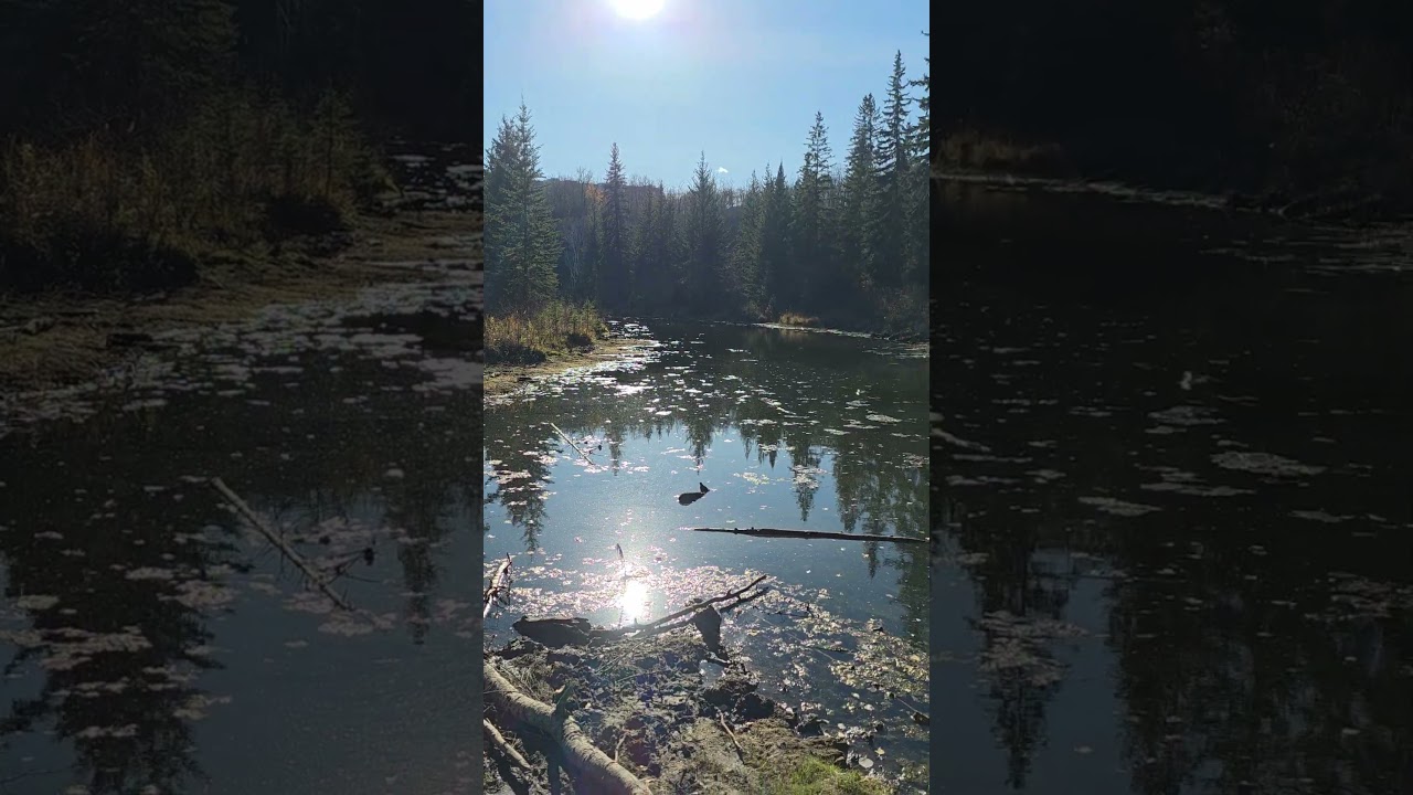 WHITEMUD CREEK RAVINE TWIN BROOKS