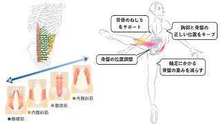 バレエで腹筋を意識しやすくするには？