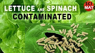 Leafy vegetables hygiene. Lettuce, spinach contaminated. Toxigenic E. coli bacteria microscopy