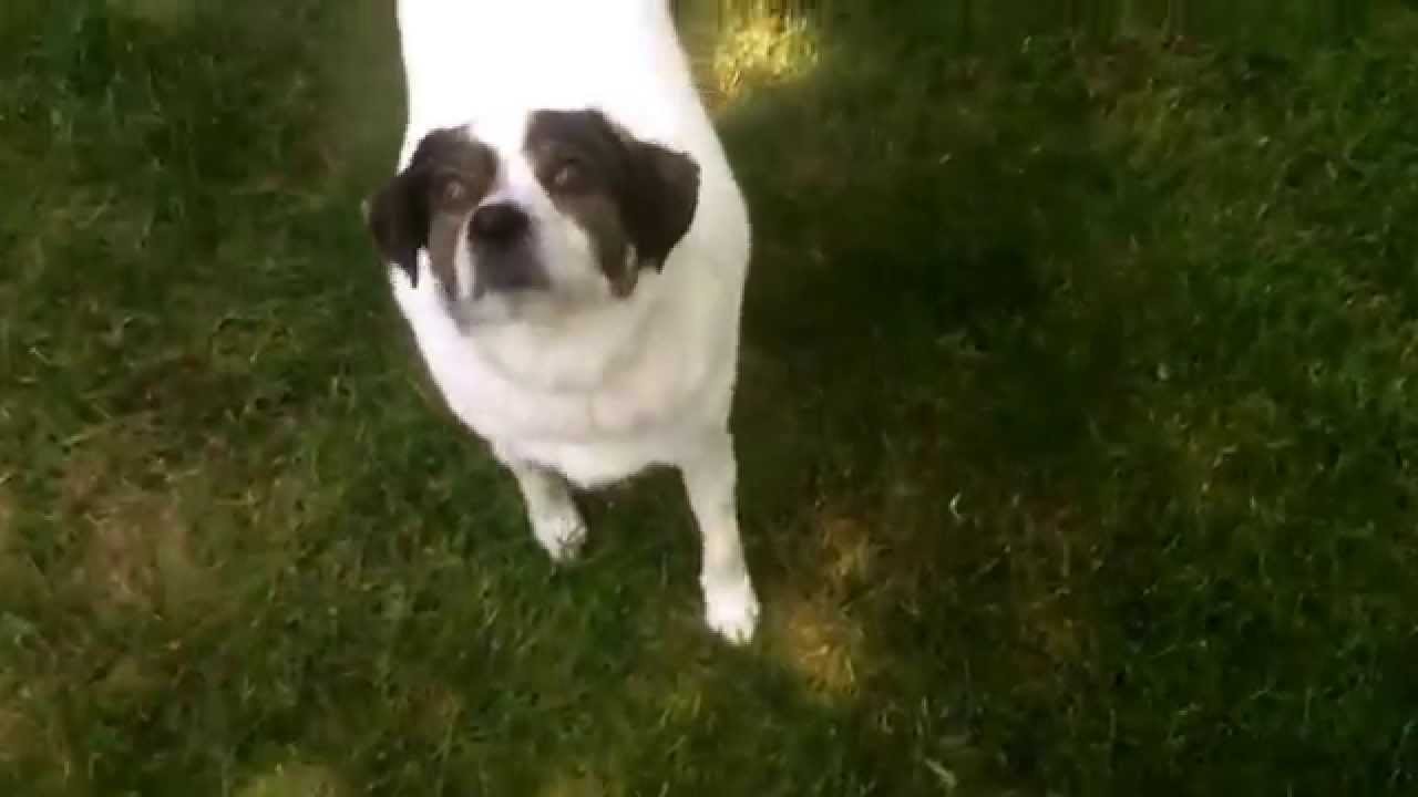 Louie doing tricks to Horse Hot Wee Wee Water by mac demarco YouTube