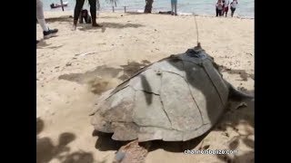Maje, the Hawksbill Turtle, is Tagged