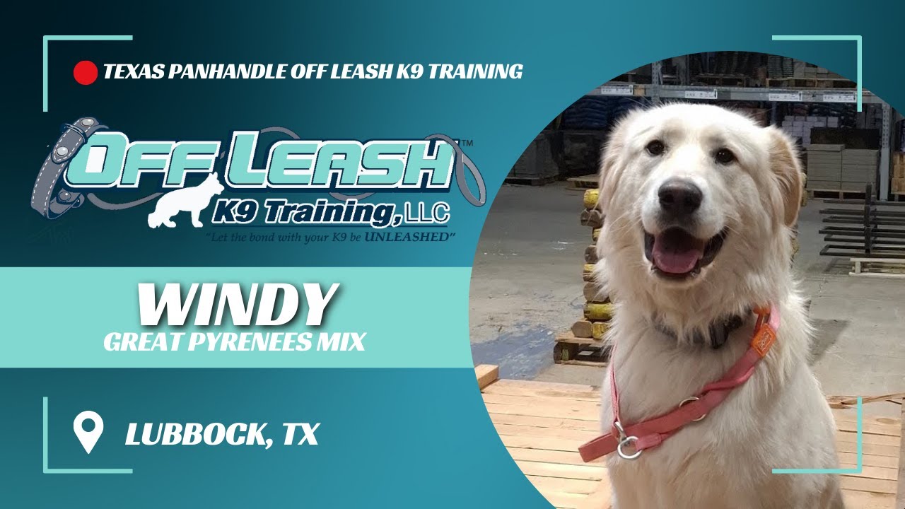 Windy, The 1-Year-Old Great Pyrenees Mix