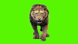 green screen background lion