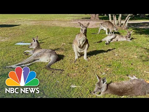 Deadly Attack By Kangaroo On Man, 77, Confounds Experts