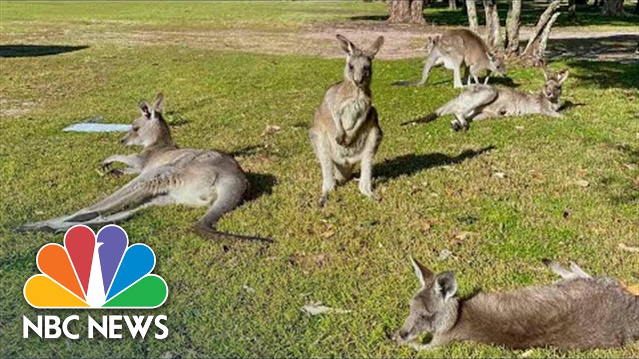 Deadly Attack By Kangaroo On Man, 77, Confounds Experts