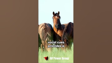 Decoding Horse Language: Unveiling Their Communication Secrets