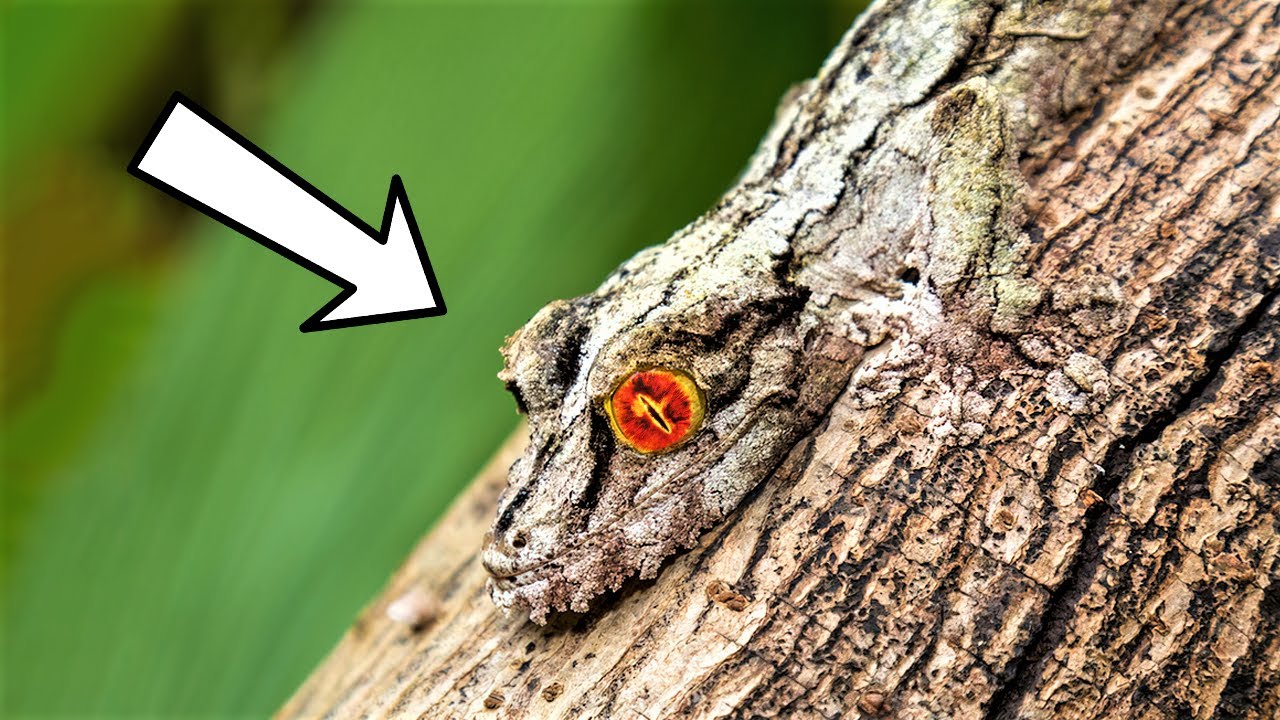 28 Camouflage Animals You Must See Twice To Notice