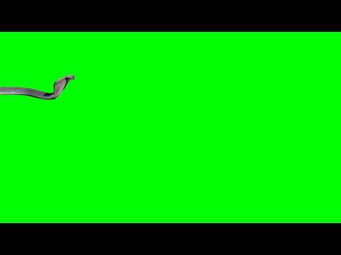 green screen video snake run