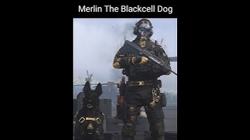 What The Dog Doing in MWII?