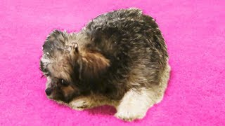 PUPPY GOES INSANE OVER CARPET