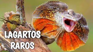 🥰El ORIGEN de los LAGARTOS AGÁMIDOS 🦎