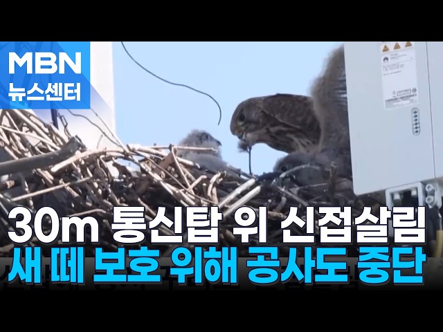 통신탑 위 신접살림…새 떼 지키려고 대규모 공사도 '올스톱' [MBN 뉴스센터]