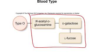 Chapter 14.5 - Blood Type
