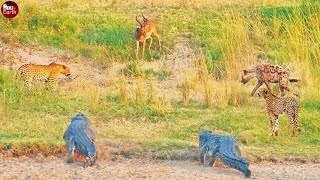 Antelopes Are Facing With Most Fearsome Enemies | Wild Animal Life